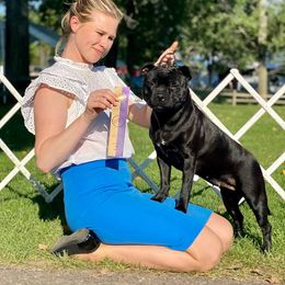 Staffordshire Bull Terrier All Grown Up from Theatric Staffords