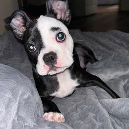Lou Lou - Black and white female Boston Terrier puppy in Dryden, Virginia from Ohana Sunshine Bostons