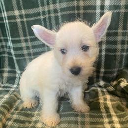 Jamie (Red) - White male West Highland White Terrier puppy in Jefferson, North Carolina from McGuire’s High Country Terriers