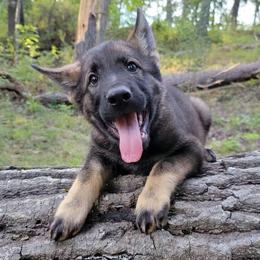 Zane - Sable male German Shepherd puppy in Augusta, West Virginia from Cricket Hollow Canines