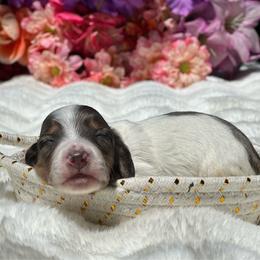 Bloom Long hair - Dapple female Dachshund puppy in Lakeland, Florida from Elite Doxies Florida