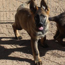 Gold Boy 5 - Sable male German Shepherd puppy in Lake George, Colorado from High Country German Shepherds