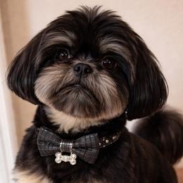 Bixby - Shih Tzu
