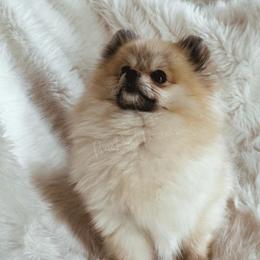 Pixie - Pomeranian