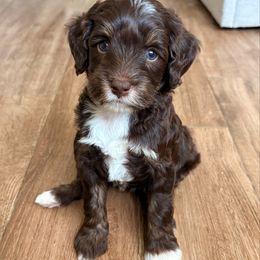Tay - Brown and white female Aussiedoodle puppy in Allen, Texas from Calena’s Doodles