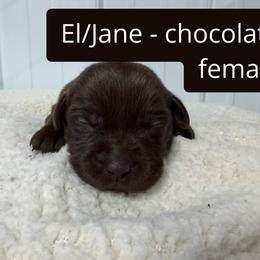 1st pick Chocolate Female - Chocolate female Labrador Retriever puppy in Farmington, Missouri from Granite Creek Kennel