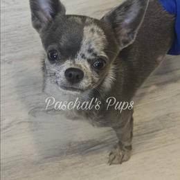 Jäger - Chihuahua