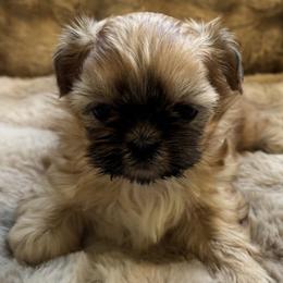 Shih Tzu puppies from Animal Crackers