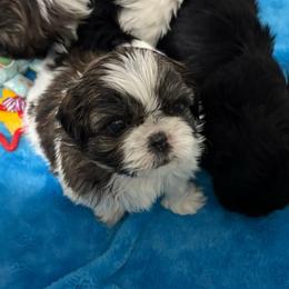 Lucy - Brindle and white female Shih Tzu puppy in Springboro, Ohio from Shih Tzus of Springboro LLC.