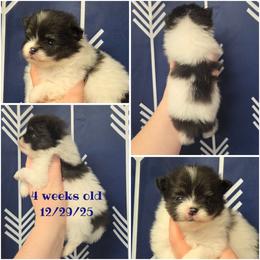 Cedar - Tri-colored male Pomeranian puppy in Creswell, North Carolina from Grace's Poms🐾💕