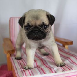 Sabrina - Fawn female Pug puppy in Morton, Illinois from Dream on puppies