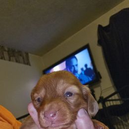 Girl 4 - Cream female Dachshund puppy in Lansing, Michigan from Black Thunder 517 Cane Corso and Dachshunds