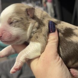 Girl 2 - Red merle female Miniature Australian Shepherd puppy in Bloomington, Indiana from Above All Aussies