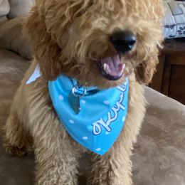 Goldendoodles and Pomskies from Hill Top Pomskies