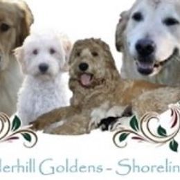 Goldendoodles from Retired! Powderhill Goldens - Shoreline