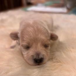 Flower - Apricot male Maltipoo puppy in Jackson, California from Oodles & Doodles