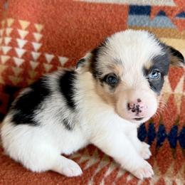 Blue Merle Female 3 - Blue merle and white female American Corgi puppy in Okeechobee, Florida from HotShot Kennels