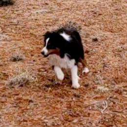 Tommy - Toy Australian Shepherd
