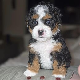 Bernedoodles and Goldendoodles from Daintydoodles
