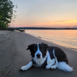 Border Collie Puppies from EOT Border Collies
