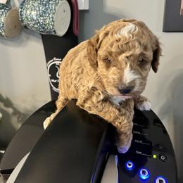 Aussiedoodle Puppies from Our Puppy World - the 3Js