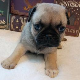 Girl 1 Pink Collar - Fawn female Pug puppy in Blountsville, Alabama from Rock Springs Pugs
