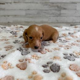 Honey - Red male Dachshund puppy in Merced, California from JBDKennel