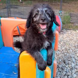 Annie Oakley (Mini Size) - Black female Bordoodle puppy in Mulino, Oregon from Korbella Farm
