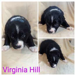 Girl 3 - Black & white Australian Shepherd puppy in Sanger, California from A&M Australian Shepherds