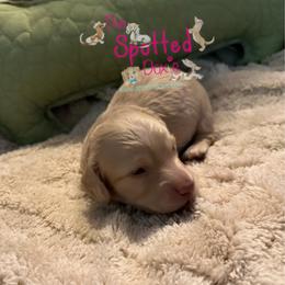 Green Collar - Cream male Dachshund puppy in Mt. Vernon, Texas from The Spotted Doxie