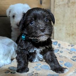 AKC liver girl 3 (lite blue collar) - Liver female Miniature Schnauzer puppy in Greencastle, Indiana from Tiny Tushy Lodge