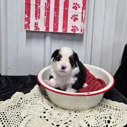 4 - FEMALE - Black and tan female Pembroke Welsh Corgi puppy in Harrisburg, Illinois from Parish Corgis