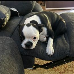 Lily - Boston Terrier