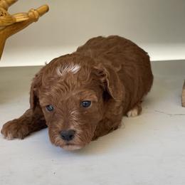 Belle (Purple Collar) - Red  female Poodle puppy in Ogden, Utah from Bells Poodles