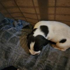 Boy 5 - Liver and white German Wirehaired Pointer puppy in Wellston, Ohio from Blue Line GWPs