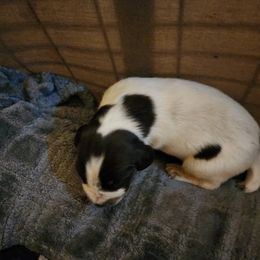 Boy 5 - Liver and white German Wirehaired Pointer puppy in Wellston, Ohio from Blue Line GWPs