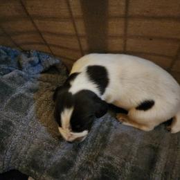 Boy 5 - Liver and white German Wirehaired Pointer puppy in Wellston, Ohio from Blue Line GWPs
