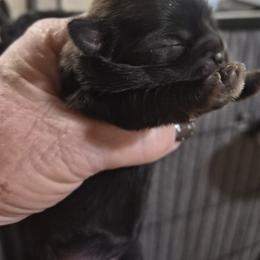 Girl 1 - Black female Shih Tzu puppy in Green Valley Lake, California from All American Shih Tzu Puppies