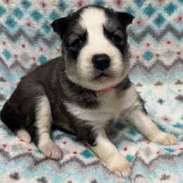 AKC Holly - Black and white female Siberian Husky puppy in Centreville, Maryland from Huskies By the Bay