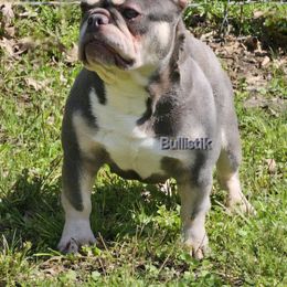 French Bulldog All Grown Up from Bullistik® Knl