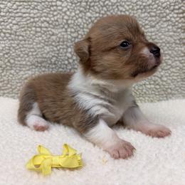 Girl - Yellow Bow - Sable female Pembroke Welsh Corgi puppy in Boonville, Indiana from M&J Country Kennels