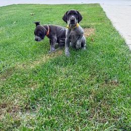 Mera - Liver and white female German Shorthaired Pointer puppy in Plymouth, Wisconsin from Oak Country GSP's