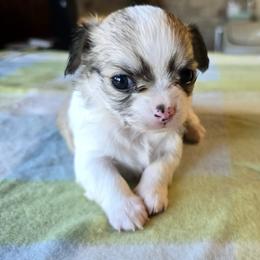 Dora - Black sabled fawn female Chihuahua puppy in Tulsa, Oklahoma from Hart's Chihuahuas