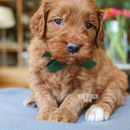 Tackle - Red  male Goldendoodle puppy in Salado, Texas from Red Ranch Dogs