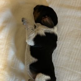 Girl 2 - Black tan and bluetick female Beagle puppy in Peyton, Colorado from Bluebonnet Kennels