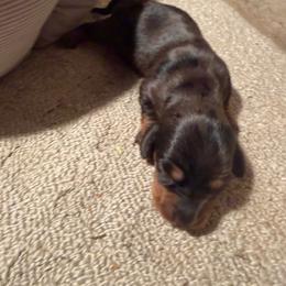 Barbie - Dapple female Dachshund puppy in Birchtree, Missouri from Cruzan Dachshunds