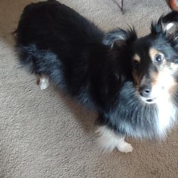 Shetland Sheepdogs from Faith Shelties