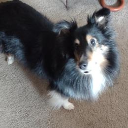 Shetland Sheepdogs from Faith Shelties