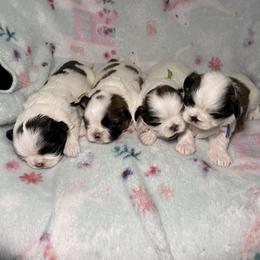 Shih Tzu Puppies from Ren