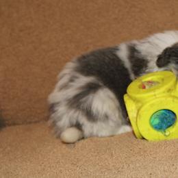 Joker - Slate merle male Border Collie puppy in Crawfordsville, Indiana from Rescued Dreams Border Collies
